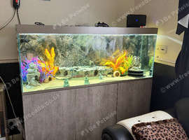 5ft fish tank
