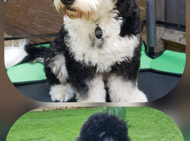 WAITING LIST...Midi bernedoodles