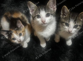 kittens for sale