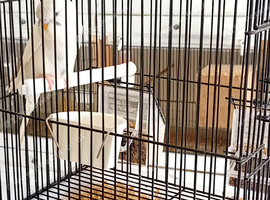 Budgies