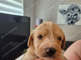 Labradoodle puppies