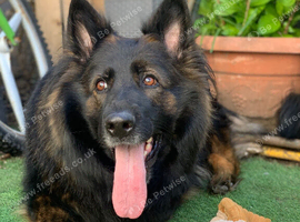 9 year old German shepherd female full German shepherd but no kc papers as wasn&rsquo;t registered