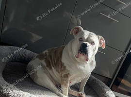 old tyme bulldog