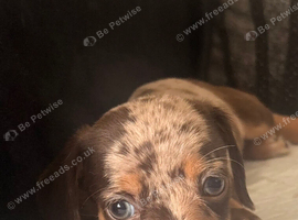 04/09/26 Ready now Chiweenie puppies Minature dachshund x chihuahua