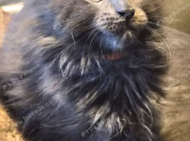 Maine coon pedigree kittens