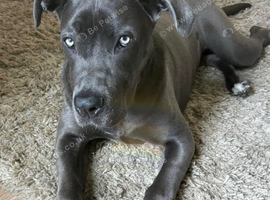 Cane corso