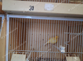 Female border canary