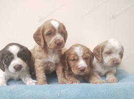 Cocker Spaniel Puppies Top Quality