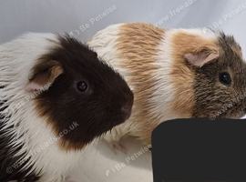Ginepig for new home
