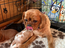 Adorable babies
