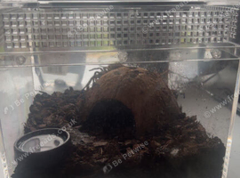 Needs a home a lovely pink salmon bird Eater