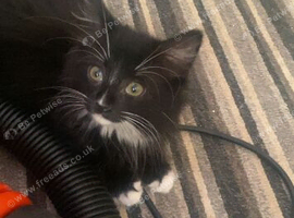 2 kitten left