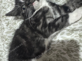 Gorgeous male kitten