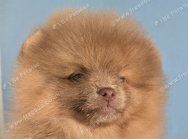 CHIAO LI YA lineage pomeranian puppies