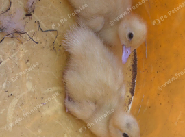 2 muscovy ducklings