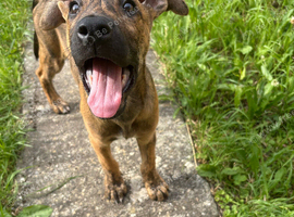 Belgium Malanois x Mastiff X German Shepheard