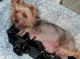 ANMACO  Pups have Arrived!