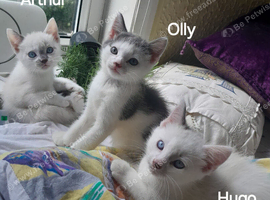 Siamese/Bsh cross ragdoll/Bsh - 3 x cream/silver/beige with blue eyes - 2 blue and white