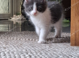 **Beautiful Maine Coon Kittens for Sale**