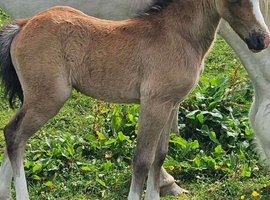 welsh sec A Stallion 6 year old