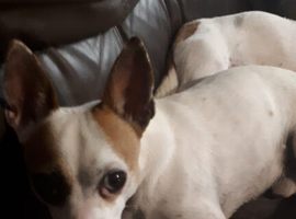 Male Jackawawa for sale