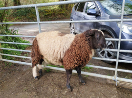 Dorper cross Jacob Ram
