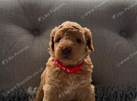 F1BB 3rd generation. miniature labradoodles
