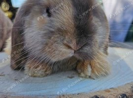 Mini lop
