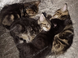 4 female tabby kittens and 1 black male