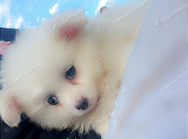 Pomeranian pups