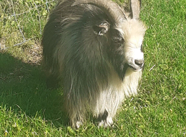 Pedigree billy goat for sale