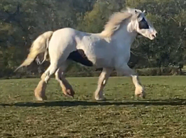 Mystery (&ldquo;Missy&rdquo;)- 13.2 hh 5-Year-Old Cob Mare