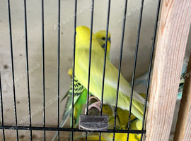 Adult and baby budgies, Chinese painted quail