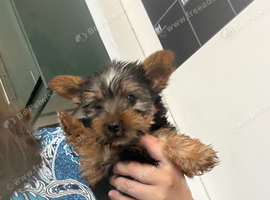 Yorkie puppy