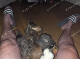 3x indian runner drakes