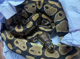 Taking in reptiles who need rehoming !