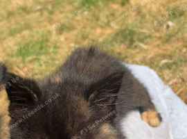 Kitten