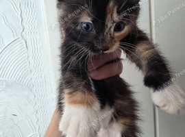 Beautiful mixed Long‑Haired Kittens &ndash; 3 Boys & 3 Girls