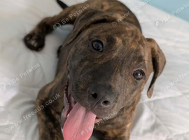 Brindle Staffordshire bull terrier