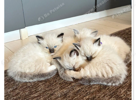 6 gorgeous Ragdoll kittens ready to leave now 2 boys and 4 girls