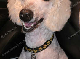 K.C Standard Poodle for Stud