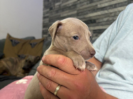 3/4 Italian greyhound x 1/4 whippet