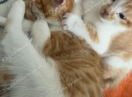Kittens