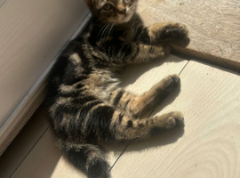 10 week old kittens looking for a forever loving home