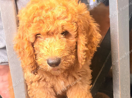 READY NOW&hellip;&hellip;Gorgeous Mini Goldendoodles