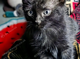 Melanistic Savannah kittens! &pound;325 RARE