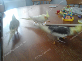 Hand reared cockatiels