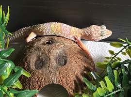 albino leopard gecko