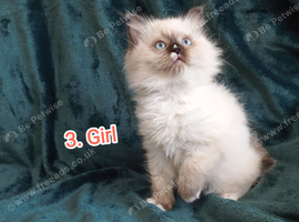 Ragdoll kittens available