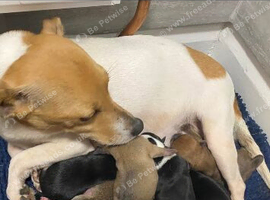 Chihuahua x miniature jackrussel